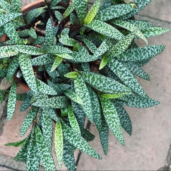 SILVER SQUILL β 5 HEALTHY BULBS / STEMS - Picture 2 of 7